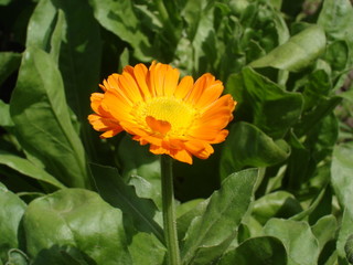 One calendula orange flower on a sunny day
