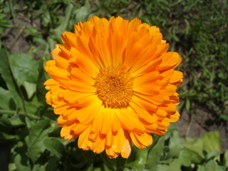 One calendula orange flower on a sunny day