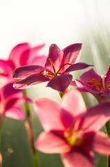 Obraz na płótnie Canvas pink flower closeup