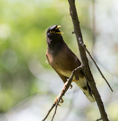 Indian starling on tree in nature