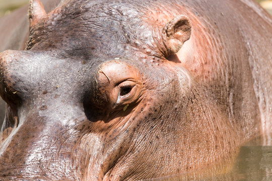 Portrait of a hippopotamus in the zoo