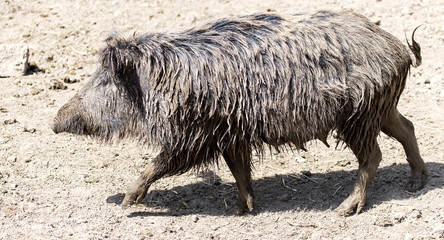 wild boar in a park on the nature