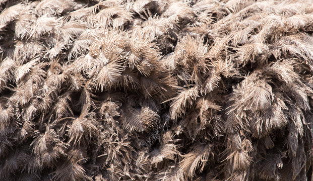 ostrich feathers as a background