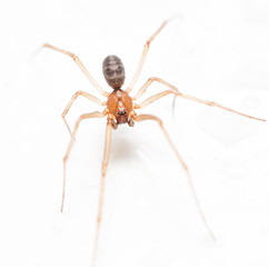 Spider on a white background with water drops