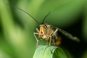 Head of scorpionfly (Panorpa species) with mouthparts. Elongate mandibles and fleshy palps forming jaws of insect in the family Order Mecoptera, family Panorpidae