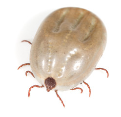 beetle mite on a white background