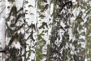 Obraz premium birch tree trunk in a forest in nature