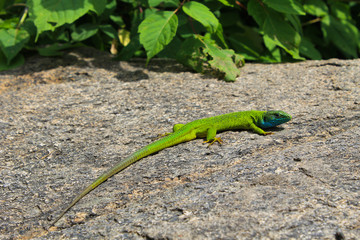 Lizard on the stone