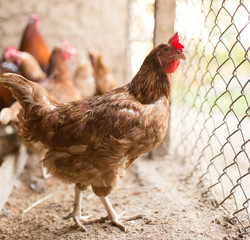 chicken near the fence on the farm