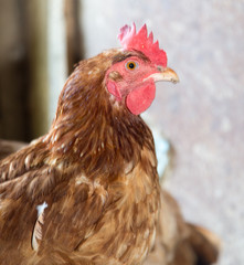 colored chicken on chicken farm