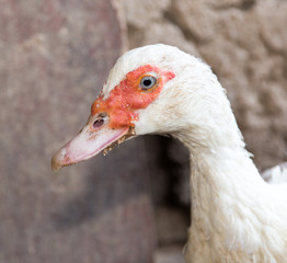 Portrait of a duck on a farm