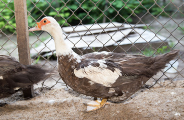 duck near the fence on the farm