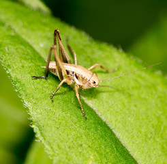 Grasshopper on a green leaf. macro