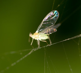 a fly in the web in nature. macro