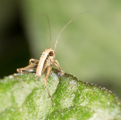 Grasshopper on a green leaf. macro