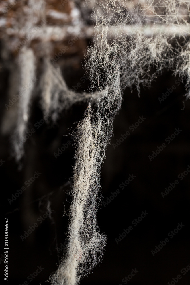 Wall mural abstract background . web in nature