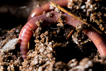 red worms in compost. macro