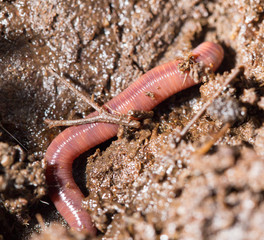 red worms in compost. macro