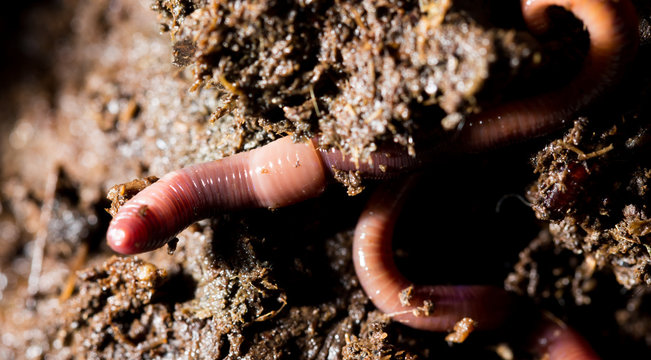 red worms in compost. macro