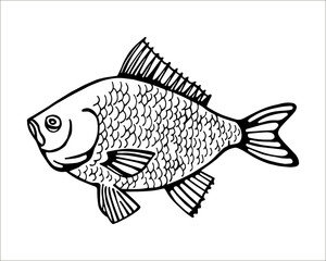 Fish carp vector