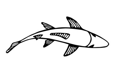 fish top view