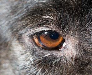 Brown eyes in black dogs. macro