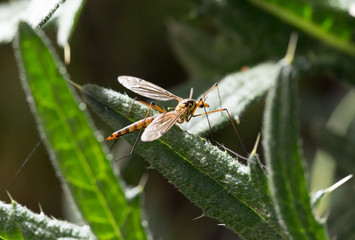 large mosquito on a green plant. macro