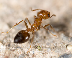 little ant in nature. macro