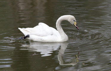 Obraz premium White swan floating on the lake