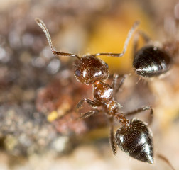 little ant in nature. macro