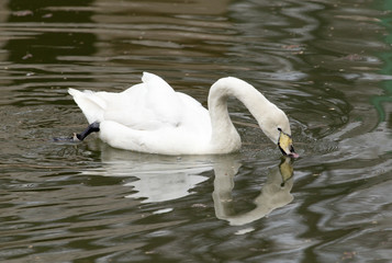 White swan floating on the lake