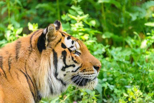 Wild Young Tiger (Panthera Tigris) Portrait
