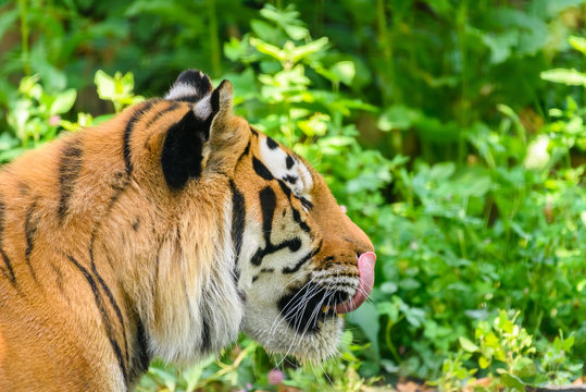 Wild Young Tiger (Panthera Tigris) Portrait