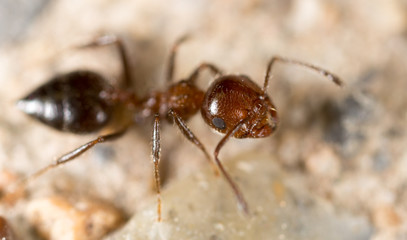 little ant in nature. super macro