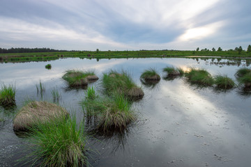 Moorgras ragt aus einem See im Hohen Venn (Hautes fagnes) in der Eifel Belgien