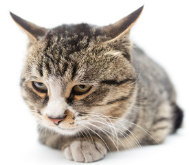 Cat portrait on a white background