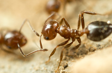 little ant in nature. super macro