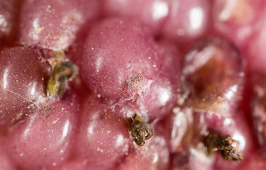 berry mulberry trees as a backdrop. macro