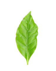 Green leaf, isolated on white