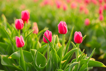 Field of beautiful blooming tulips