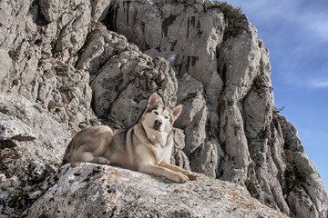 Naklejka premium Animales de compañia, alaskan malamute