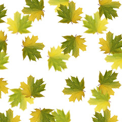 Beautiful autumn background. Maple leaves 