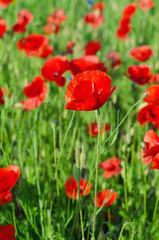 Red poppy flowers blooming in the green grass field, floral natural spring background, can be used as image for remembrance and reconciliation day