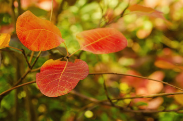 Autumn red tree branch with leaves, natural fall vivid hipster background