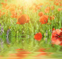 Red poppy flowers blooming in the green grass field, floral sunny natural spring background with water reflection, can be used as image for remembrance and reconciliation day