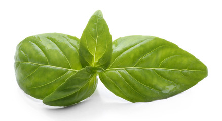 Basil leaves, isolated on white