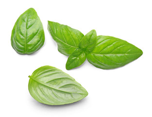 Basil leaves, isolated on white