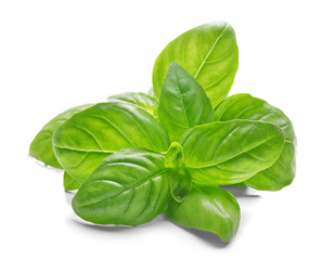 Obraz premium Basil leaves, isolated on white
