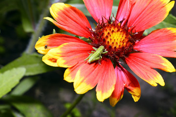 Green grasshopper sitting on orange-yellow flower helenium macro