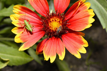 Red Helenium flower close-up with a grasshopper sitting on it